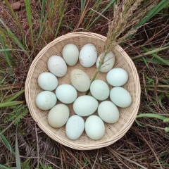 五黑绿壳土鸡蛋 60枚/箱