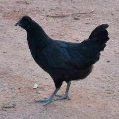 农家五黑鸡 饲养180天以上 宰杀后净重2.6斤左右