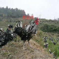 农家贵妃鸡 饲养150天以上 宰杀后净重2.2斤左右