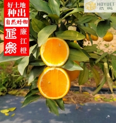 正宗廉江红江橙 “国宴佳果” 红橙 5kg1箱